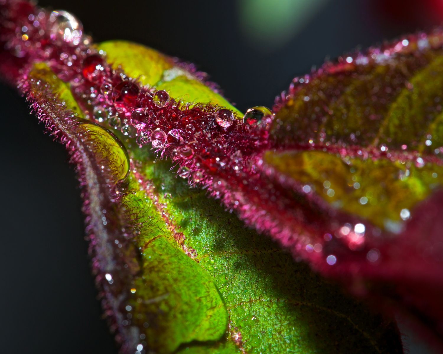 1morning_droplets_13_798