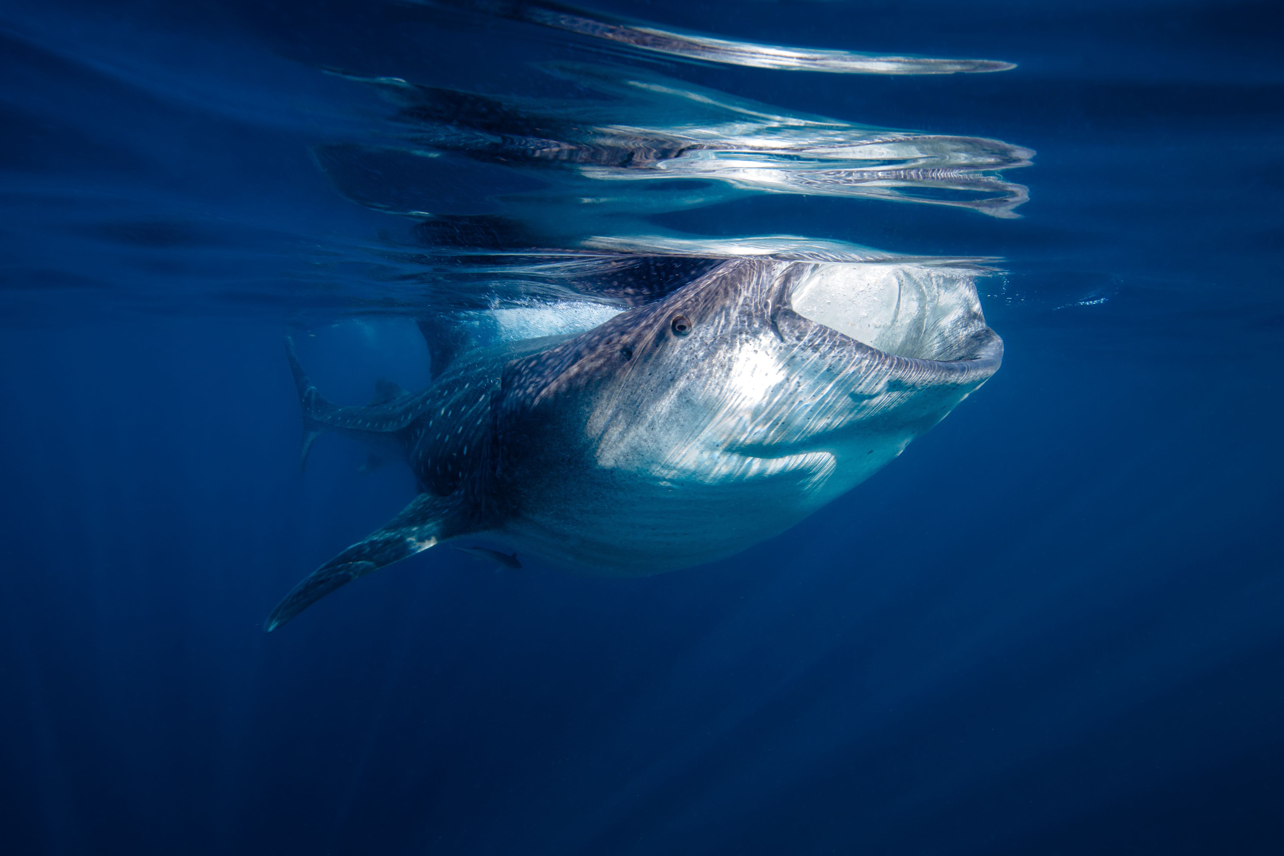 Larger than Life11 (1 of 1).jpg