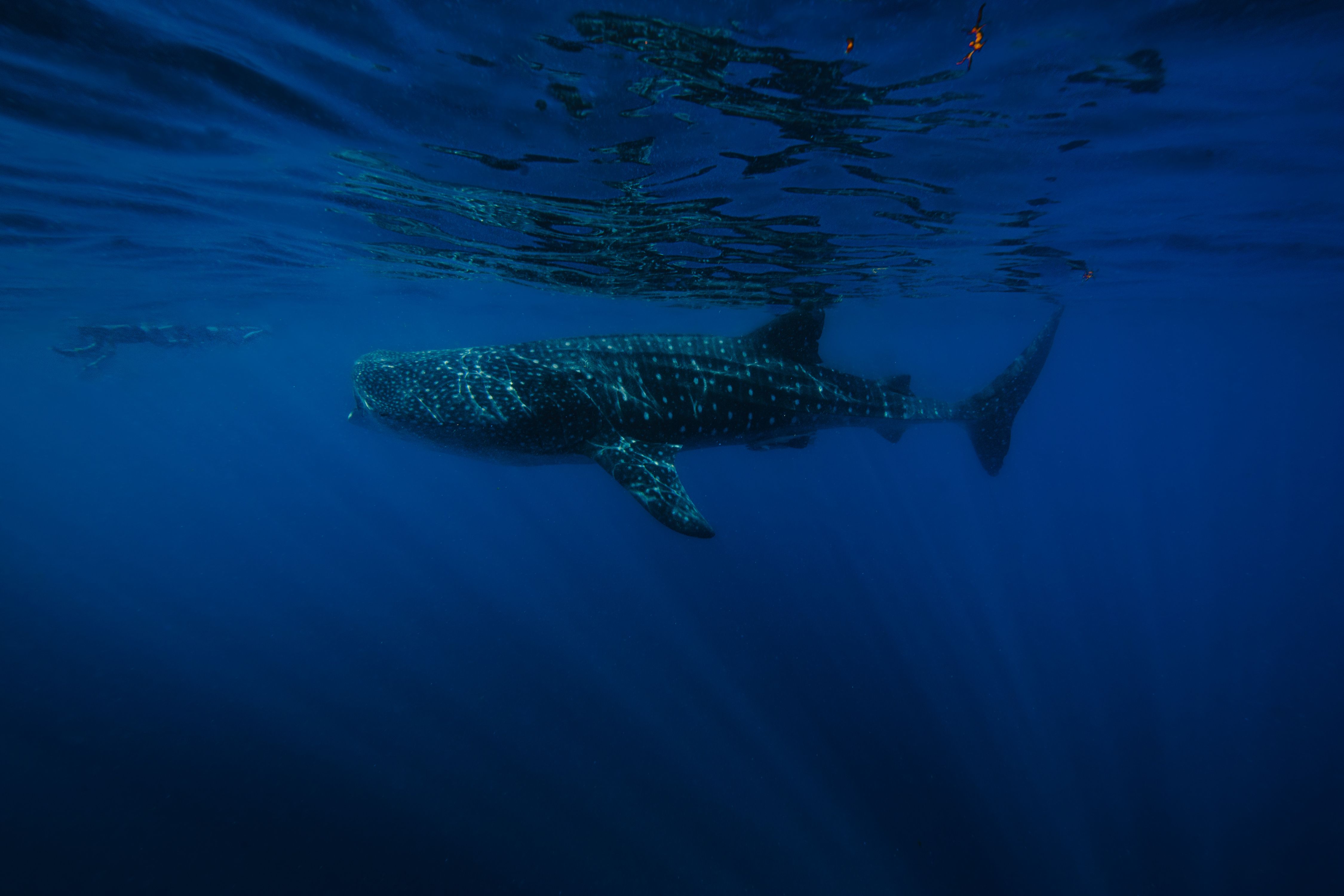 Larger than Life15 (1 of 1).jpg