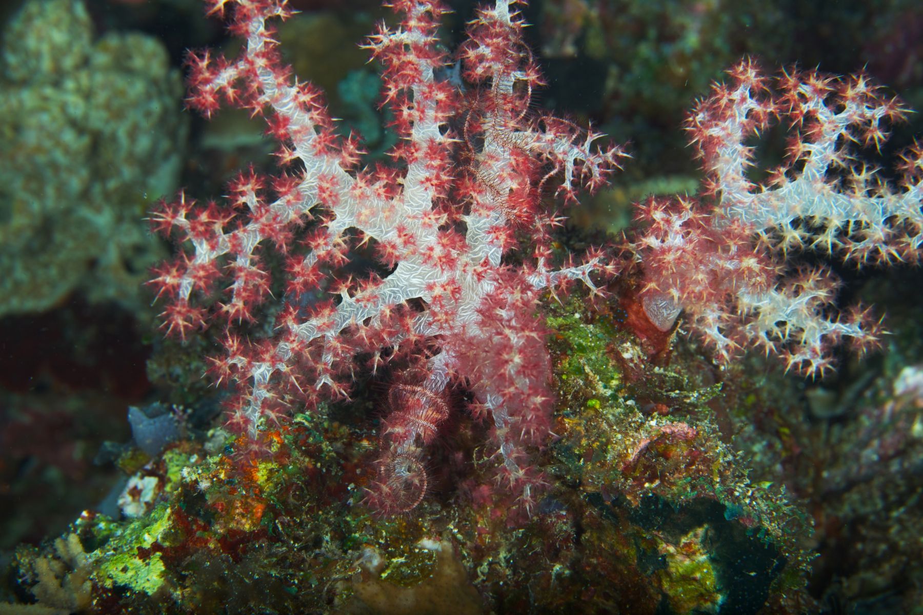 1abstractions_in_the_deep14_989