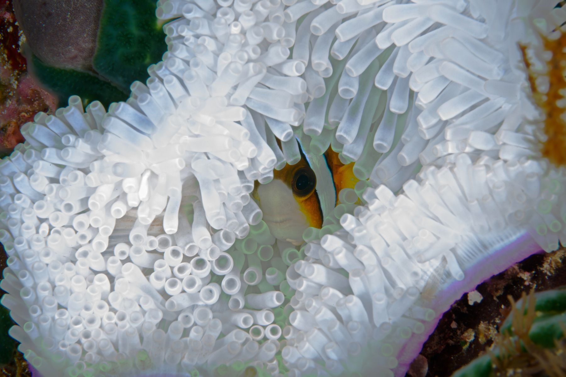 1sea_creatures_and_critters_series17_952