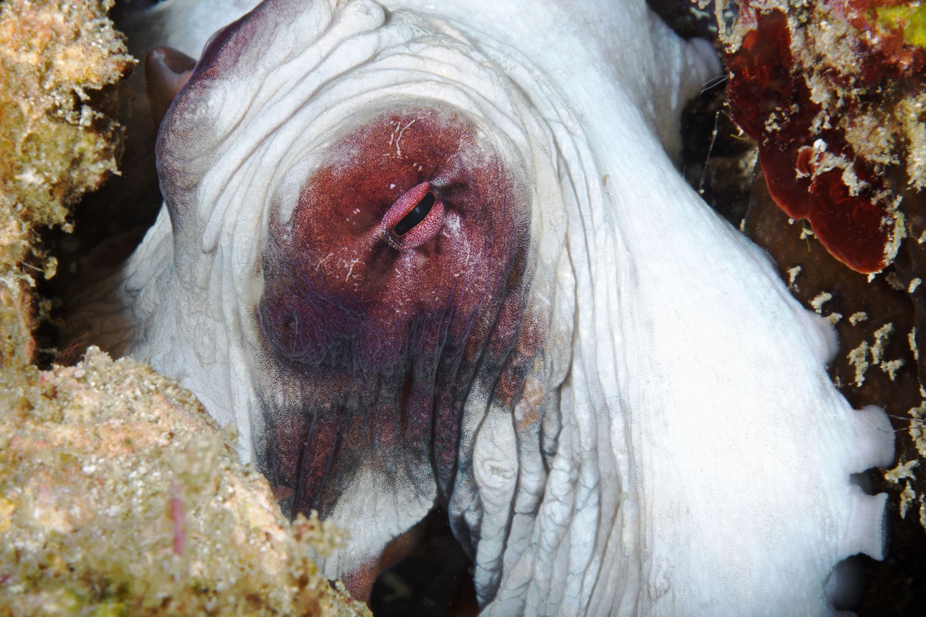 1alien_beings11_3249