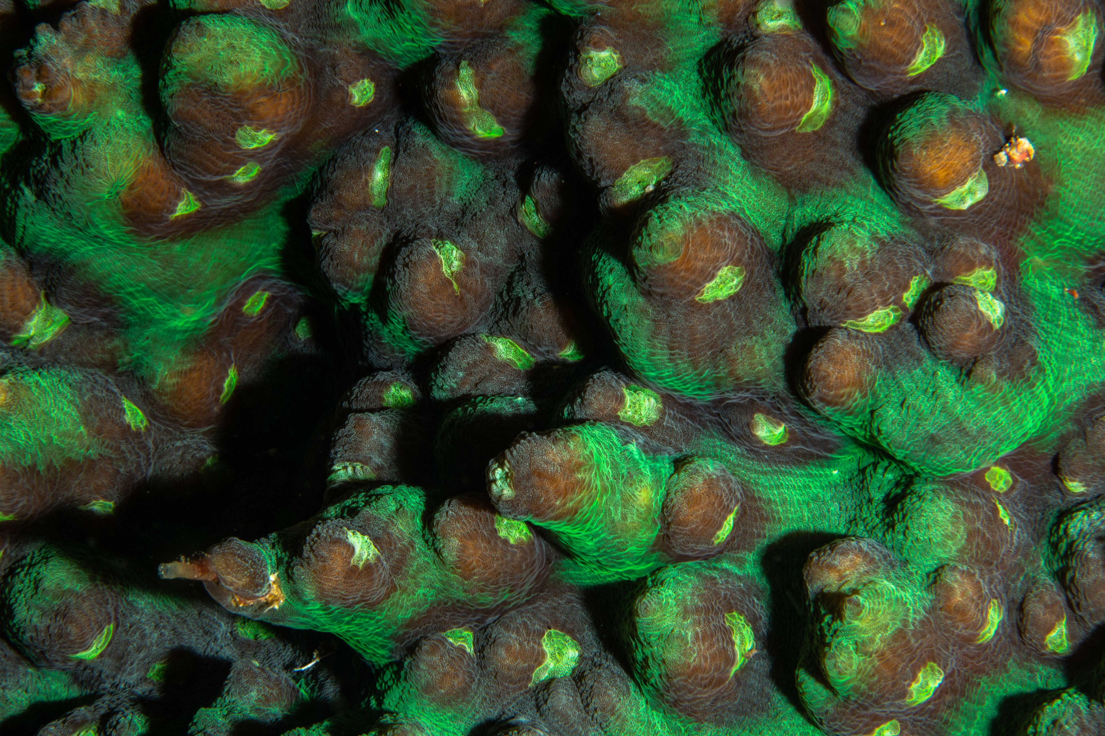 Secluded17 (1 of 1).jpg