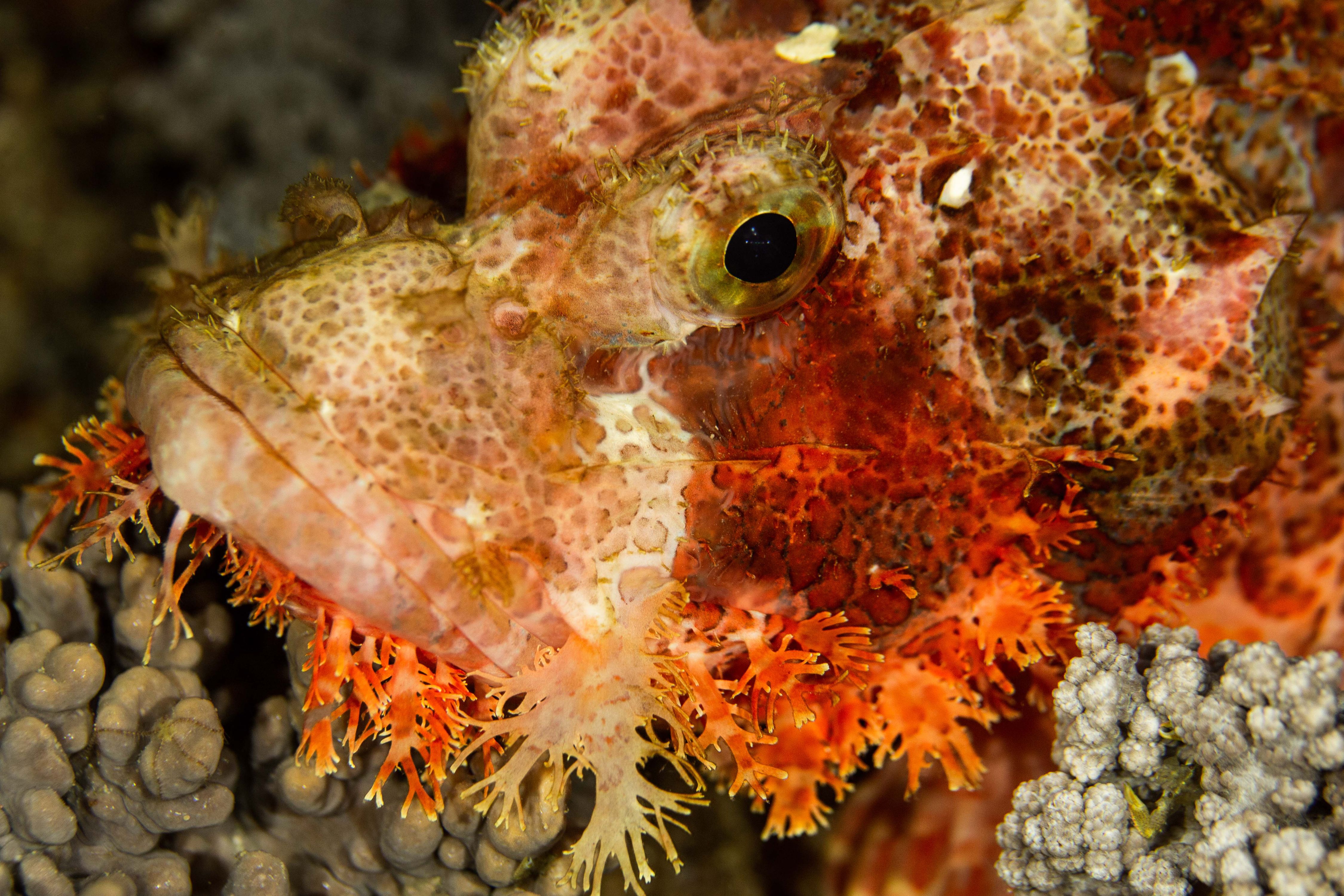 Curiosity15 (1 of 1).jpg