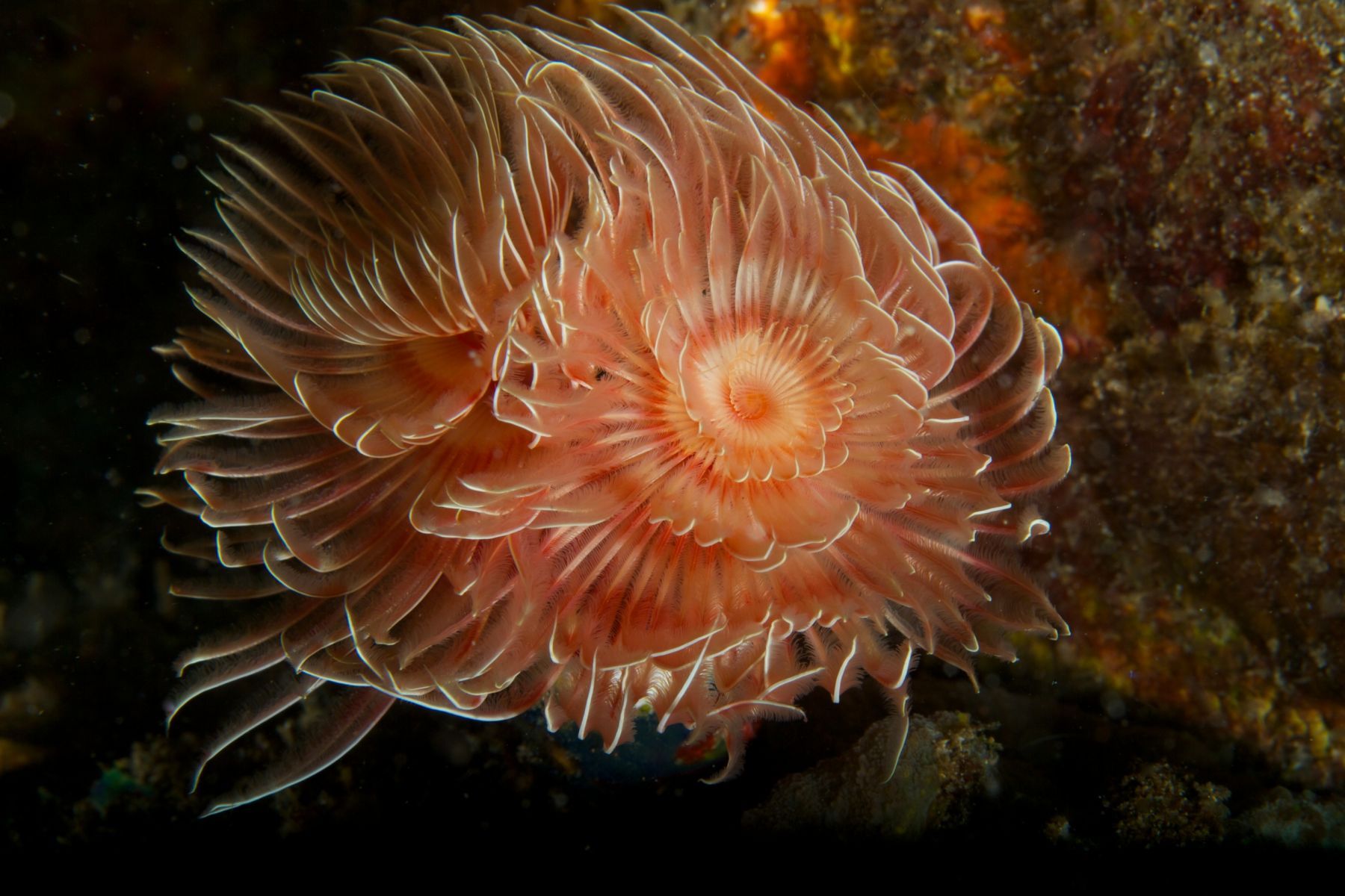 1abstractions_in_the_deep18_1008