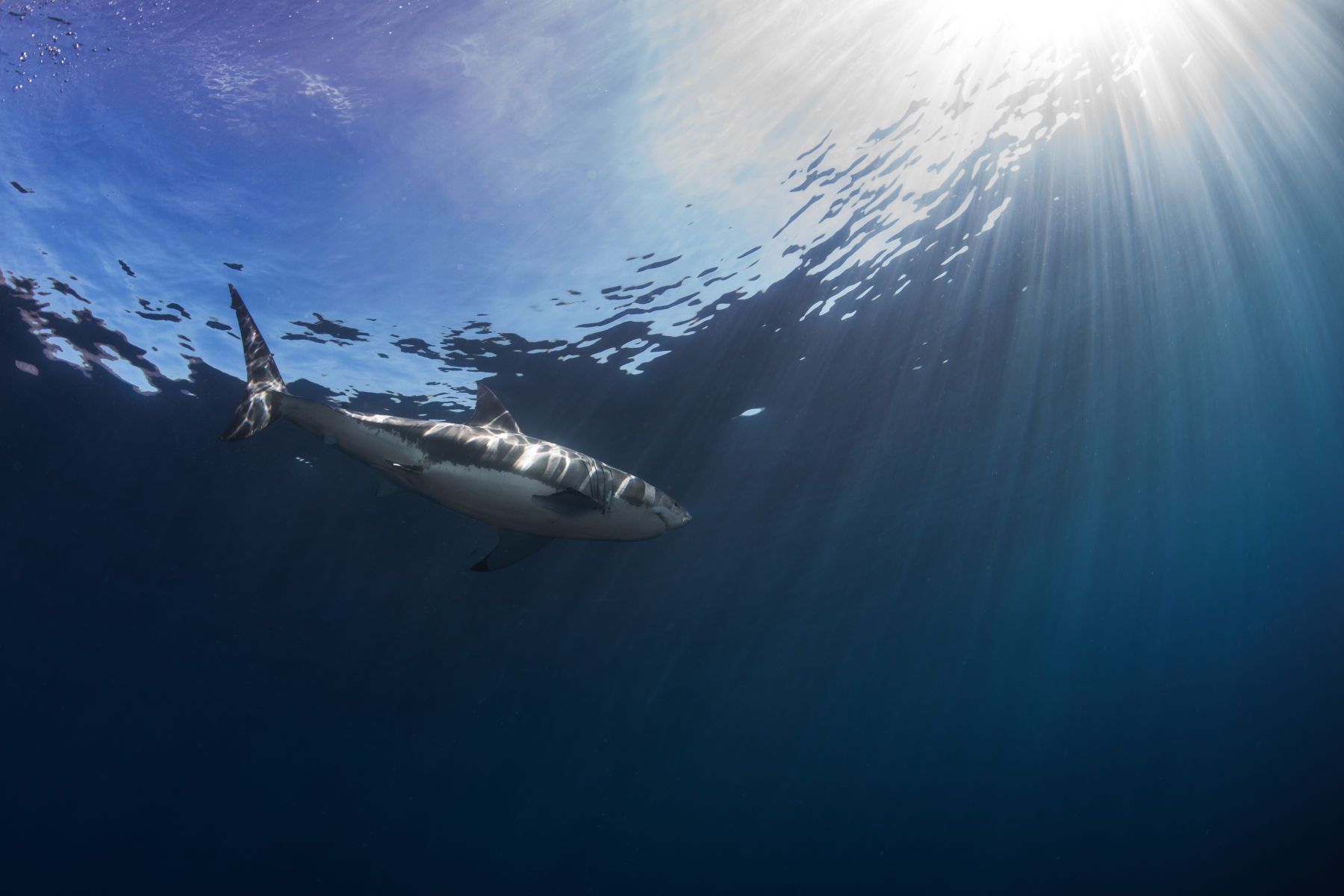 1mastermind15__1_of_1_