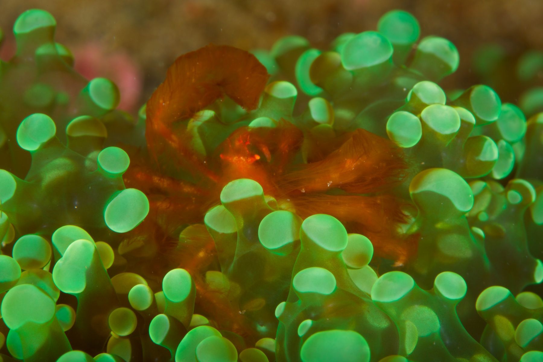 1sea_creatures_and_critters_series14_949