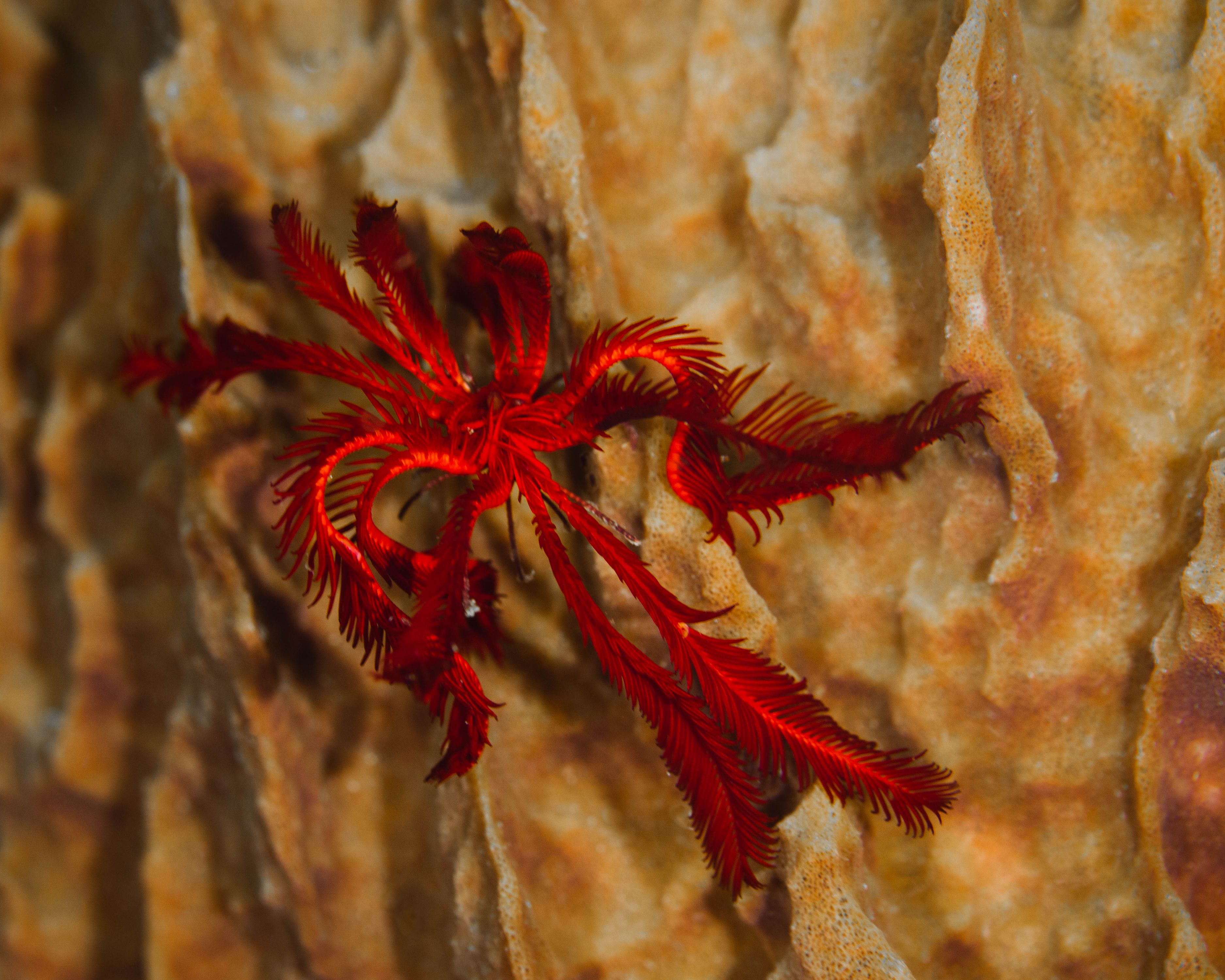 Secluded8 (1 of 1).jpg