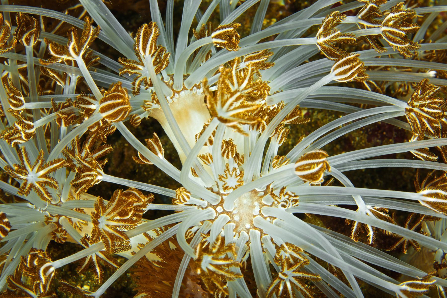 1abstractions_in_the_deep16_1065