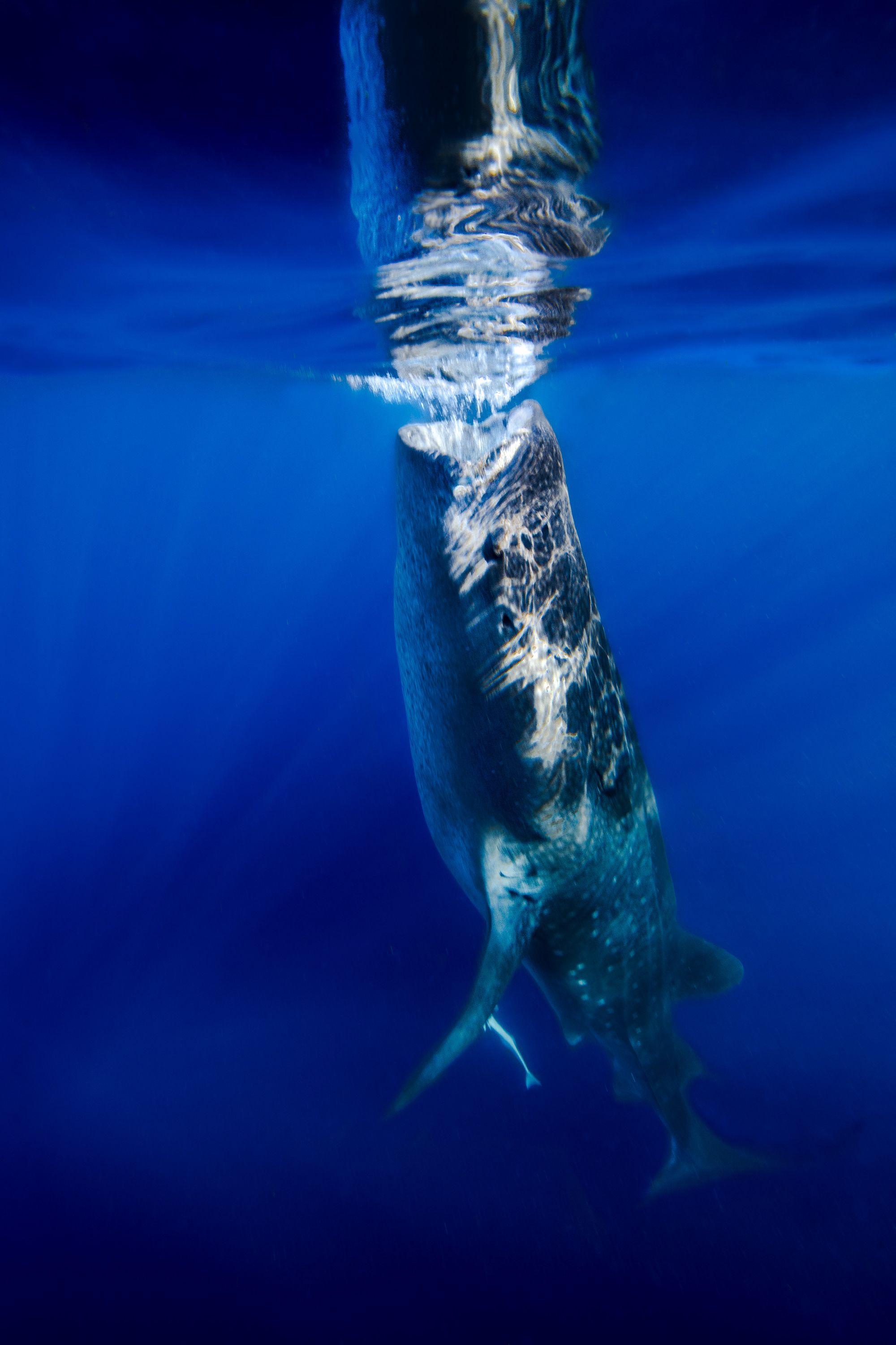 Larger than Life22 (1 of 1).jpg