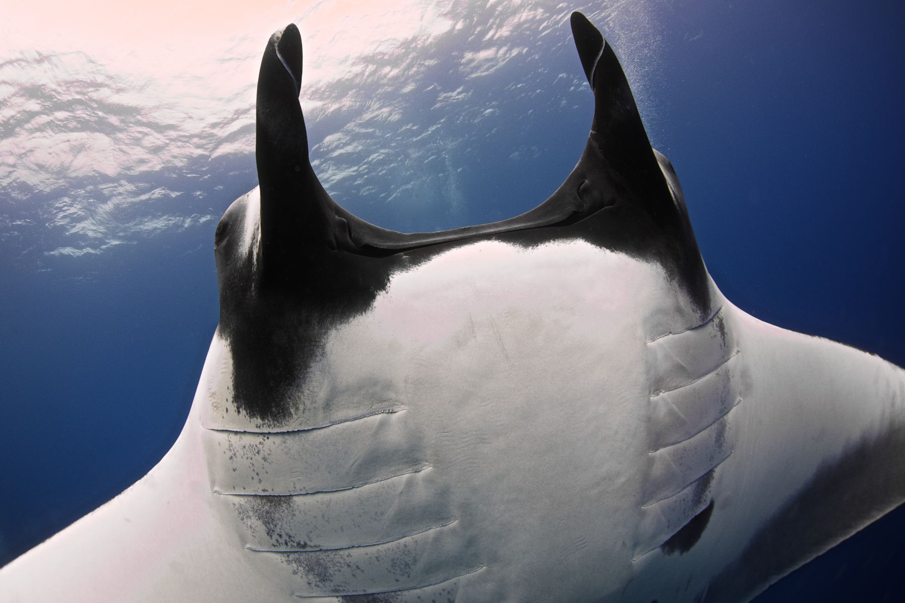 1blue_marvels12_2740