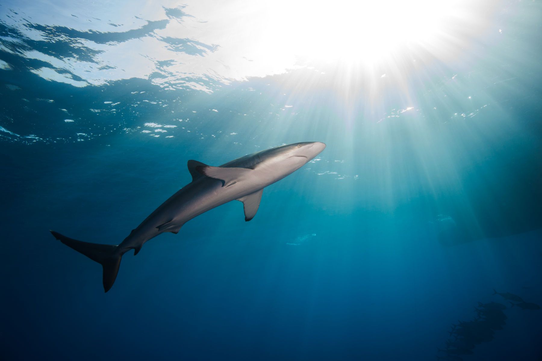 1pelagic_travelers7__1_of_1_