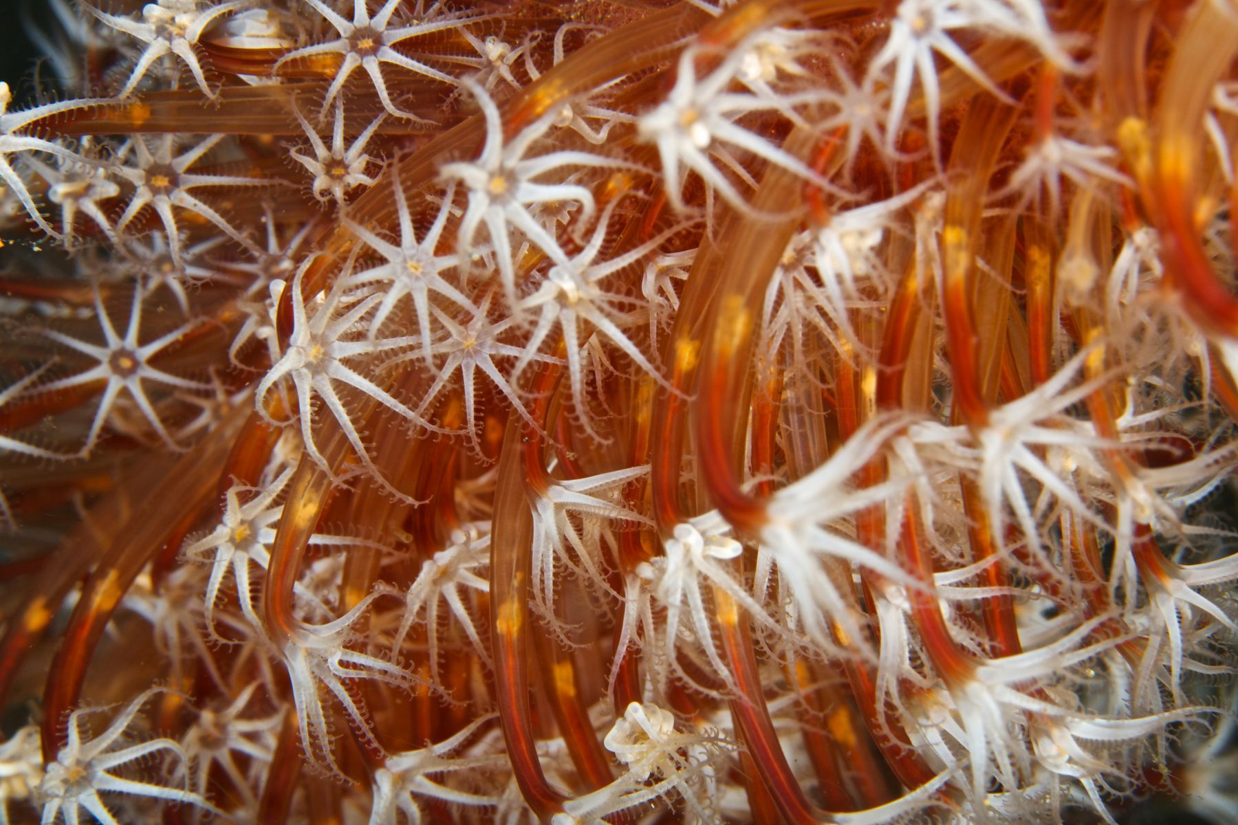 1abstractions_in_the_deep19_994