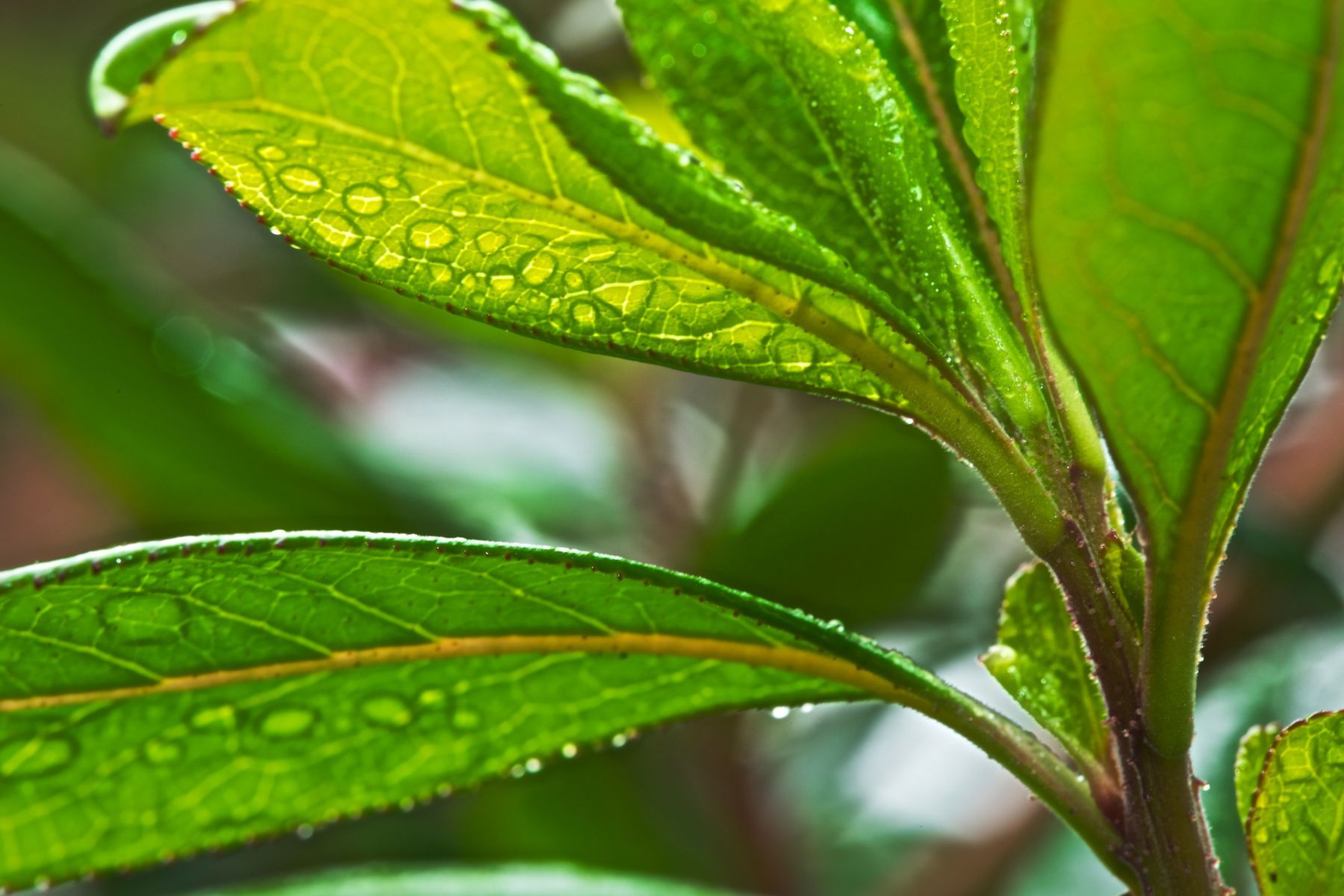 1morning_droplets_10_795