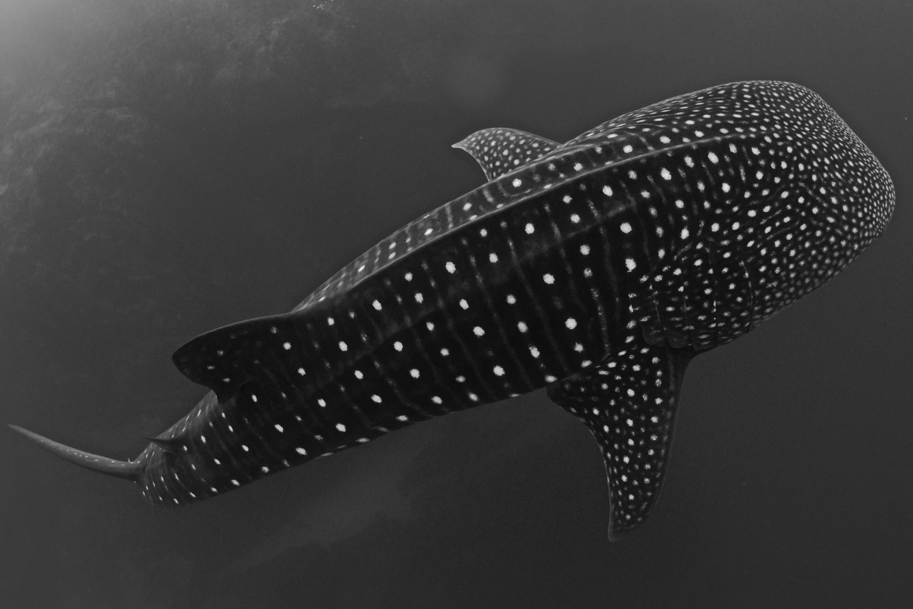 1whalesharks15_1897