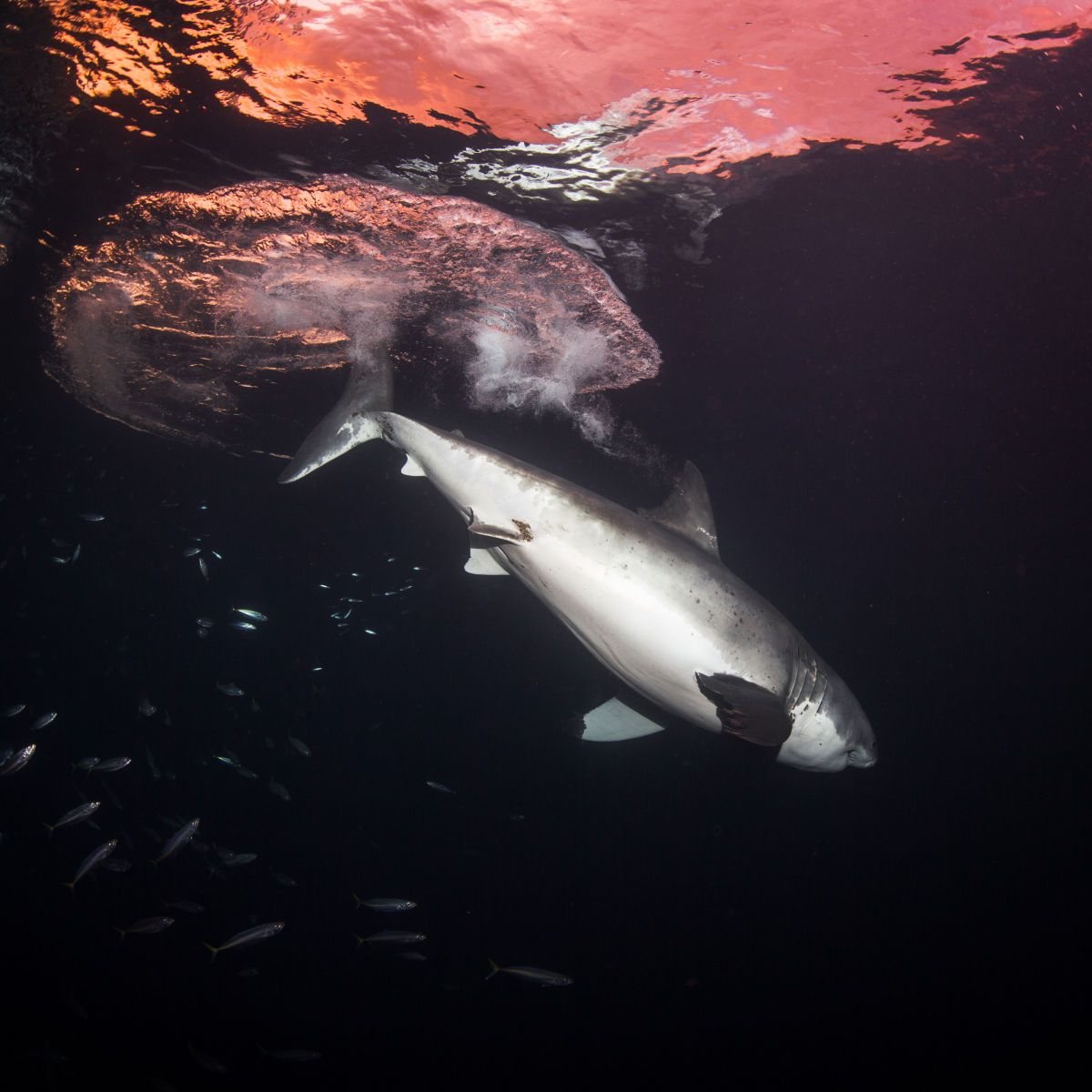 1mastermind8__1_of_1_