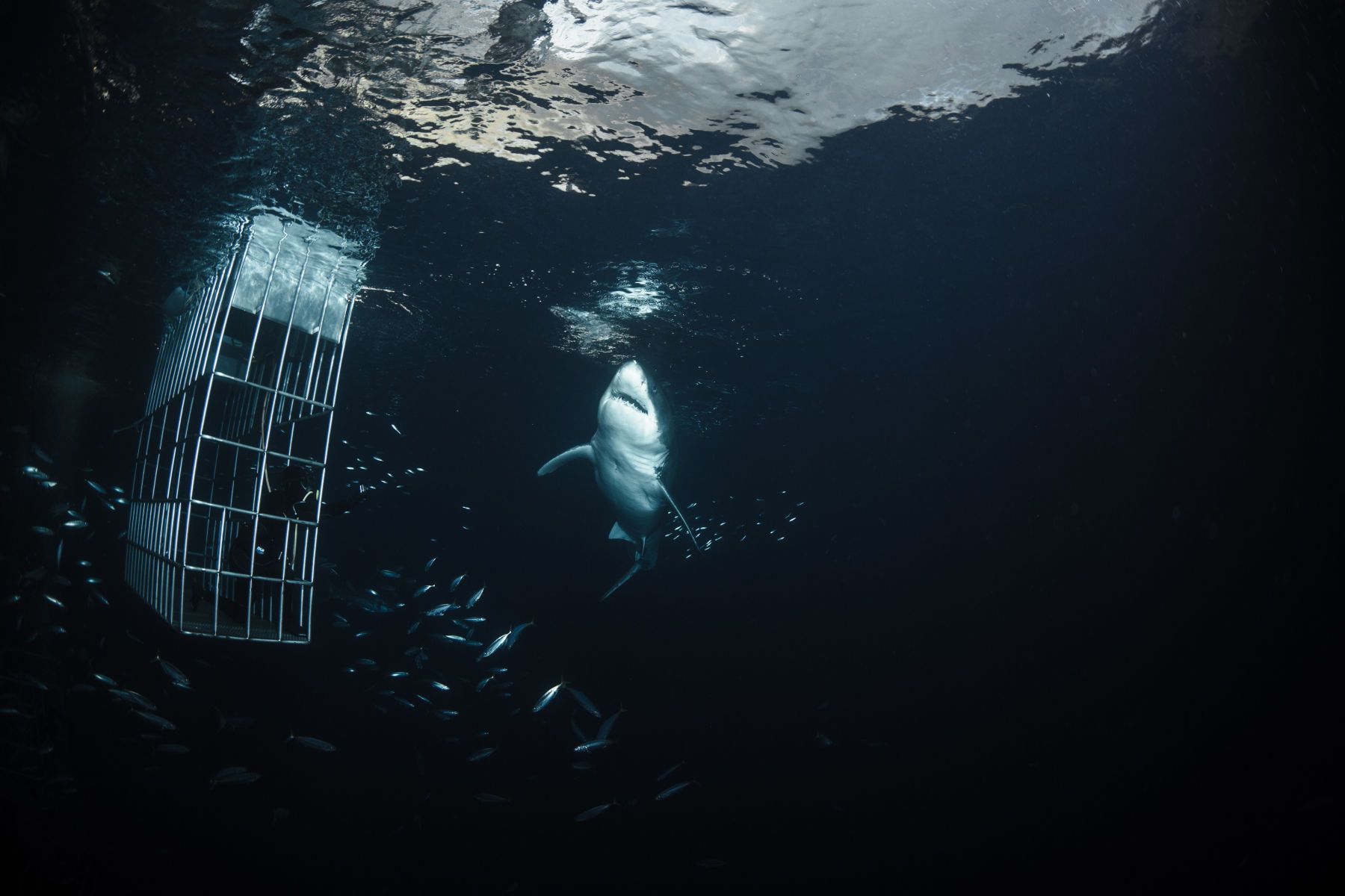 1mastermind7__1_of_1_