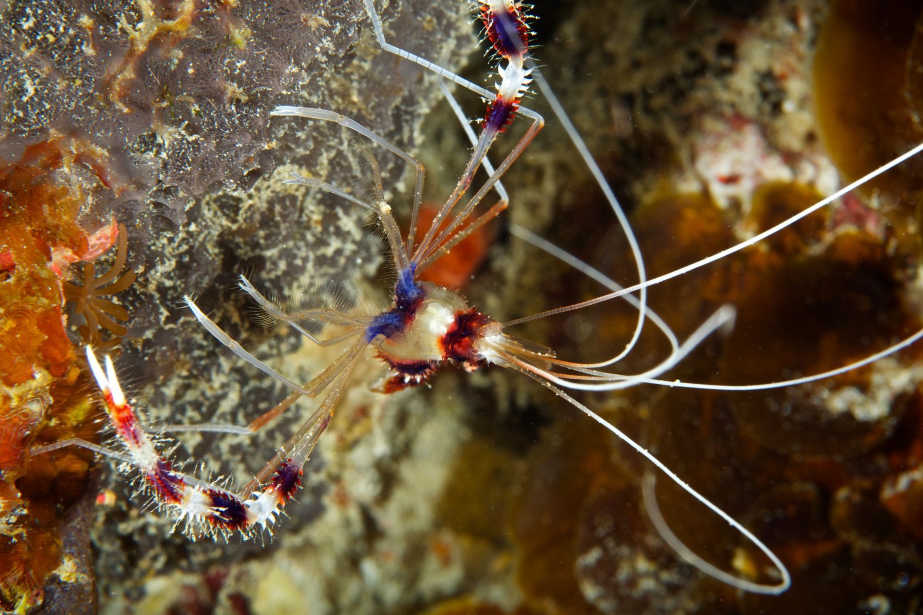 1sea_creatures_and_critters_series15_950