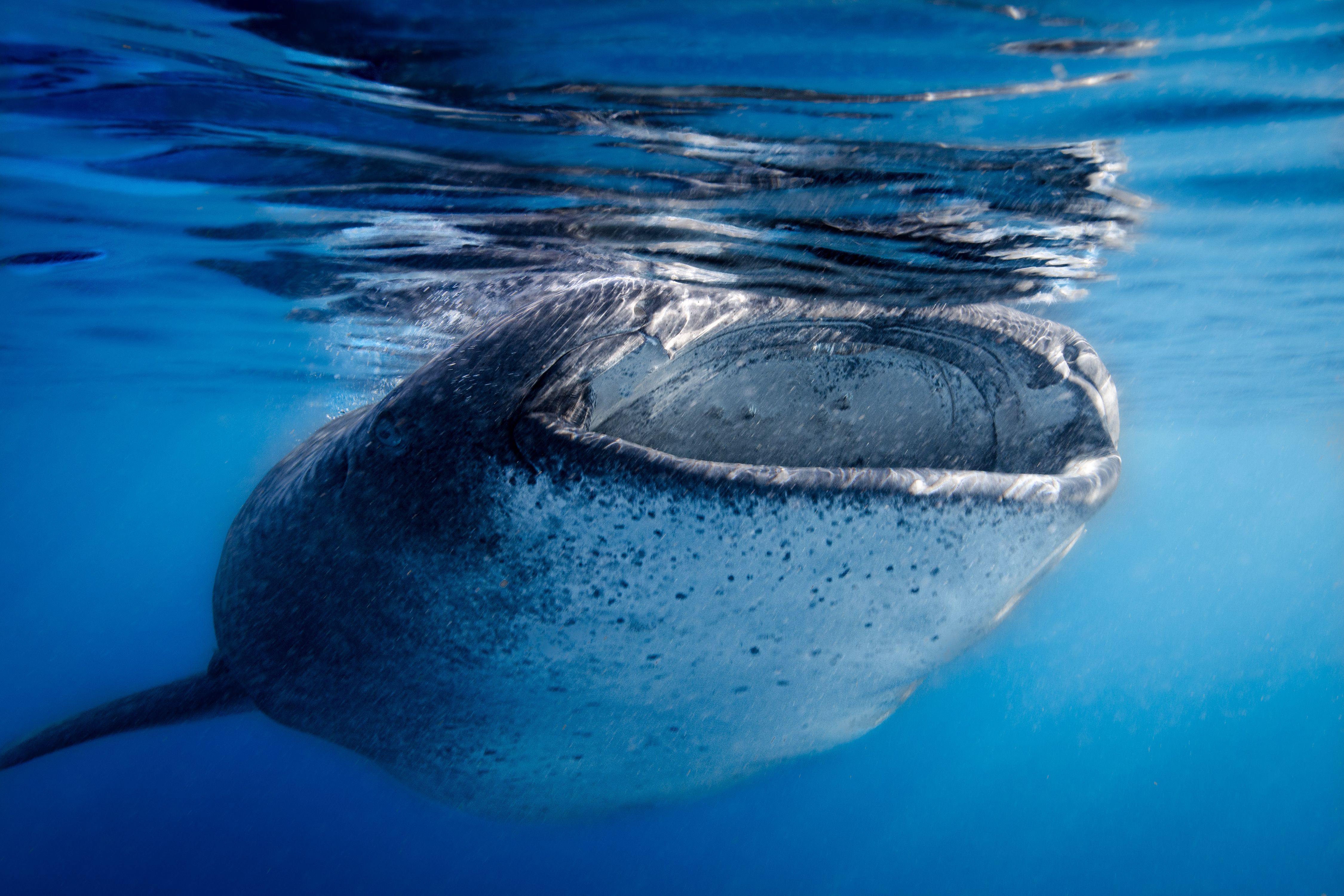 Larger than Life20 (1 of 1).jpg