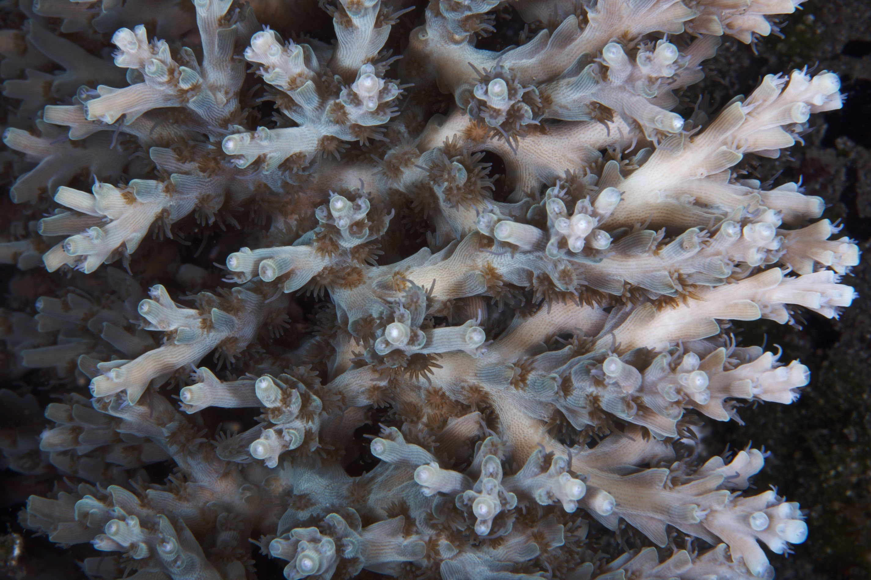 Light on the Dark Side7 3852.jpg