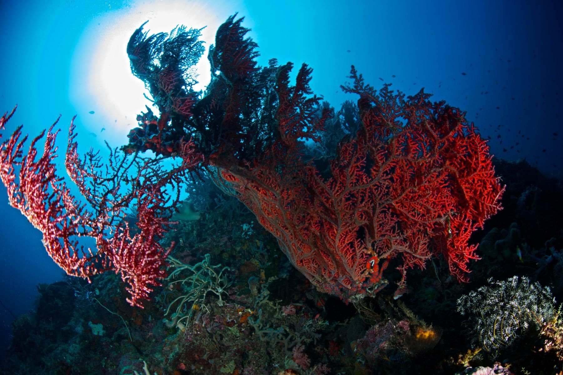 1scenes_from_below_series13_913