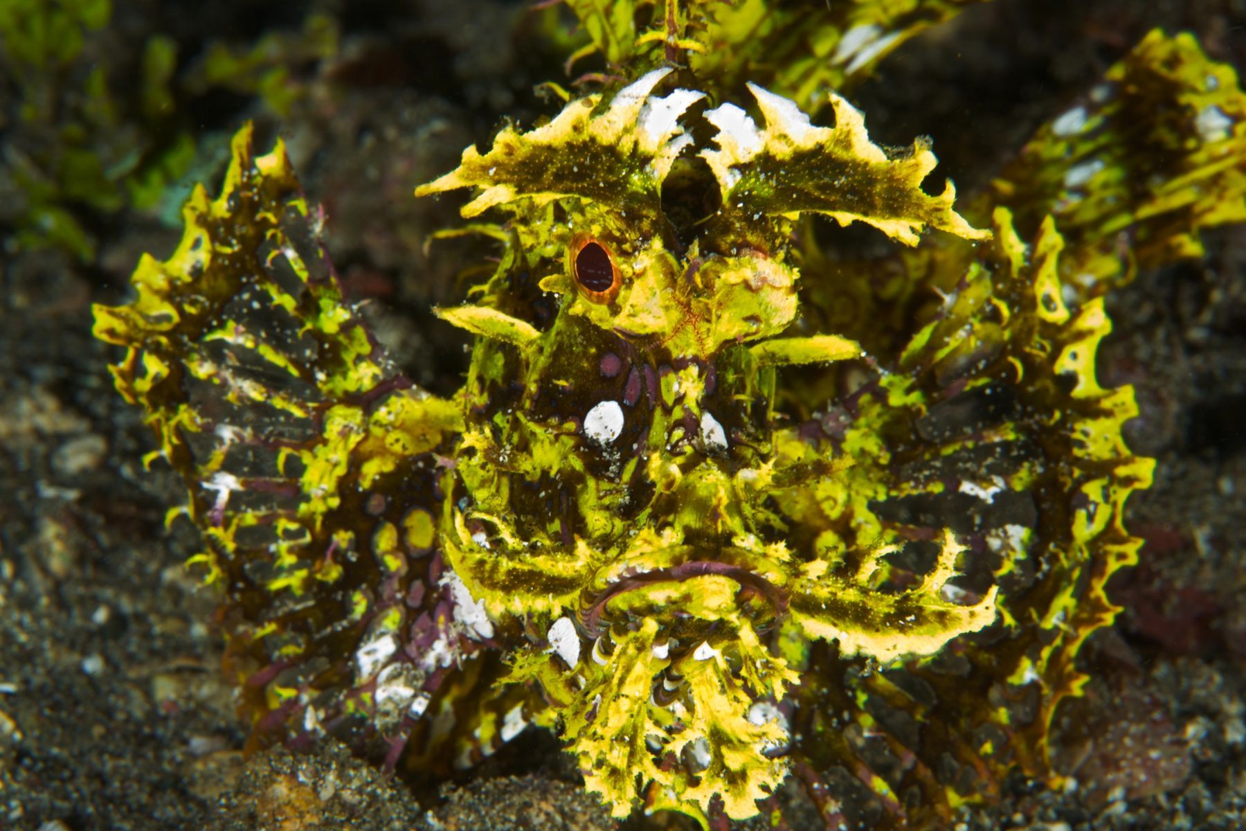 1sea_creatures_and_critters_series18_953