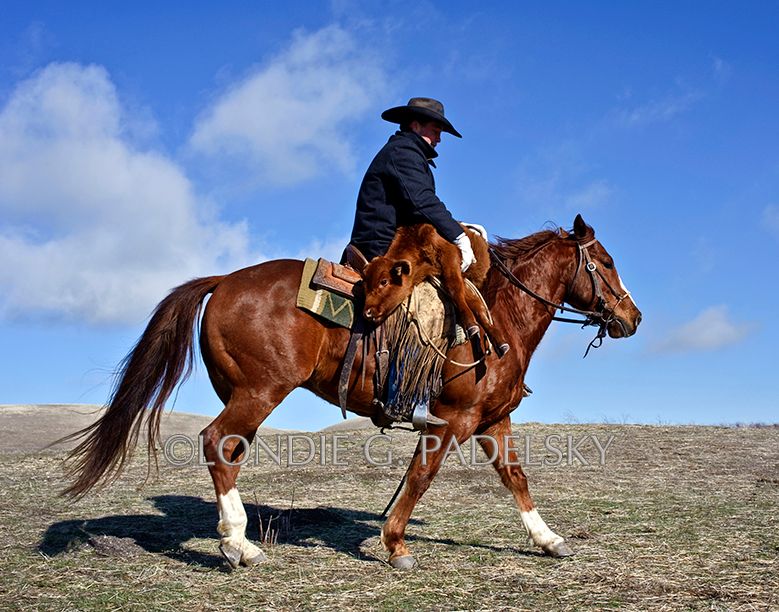 cowboy, cowboys, horseback, riding, cattle, western Cowboying