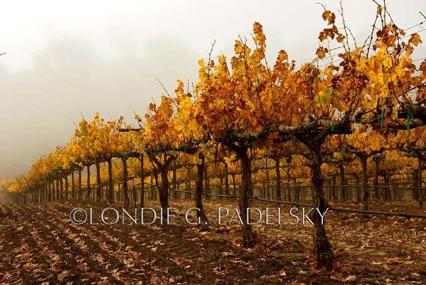 Autumn colored grape vines and fog, Paso Robles, California.                      ©Londie G. Padelsky CAD-0428_Londie_G_Padelsky