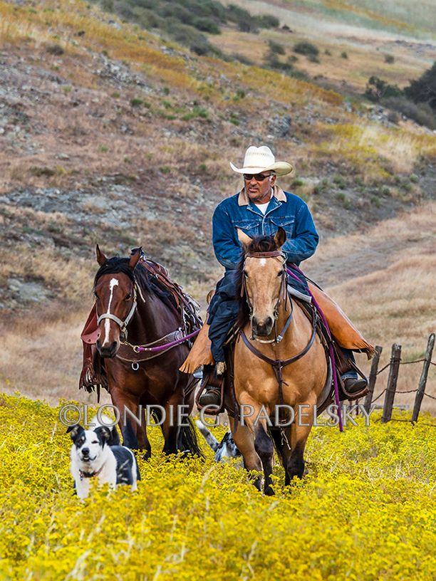 Cowboy riding horseback in a yellow field of wildflowers while leading another horse and dogs trailing alongside. ©Londie G. Padelsky SLO16_BLG8314bb_LondieGPadelsky