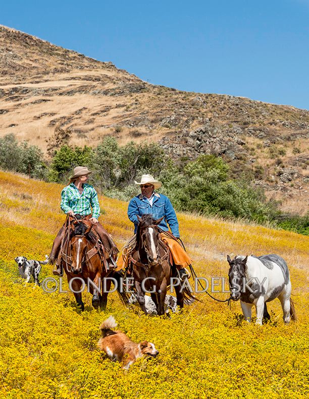 Cowboy couple riding horseback in the yellow mustard flowers.   San Luis Obispo, California.                    ©Londie G. Padelsky SLO16_BLG8247cr_LondieGPadelsky