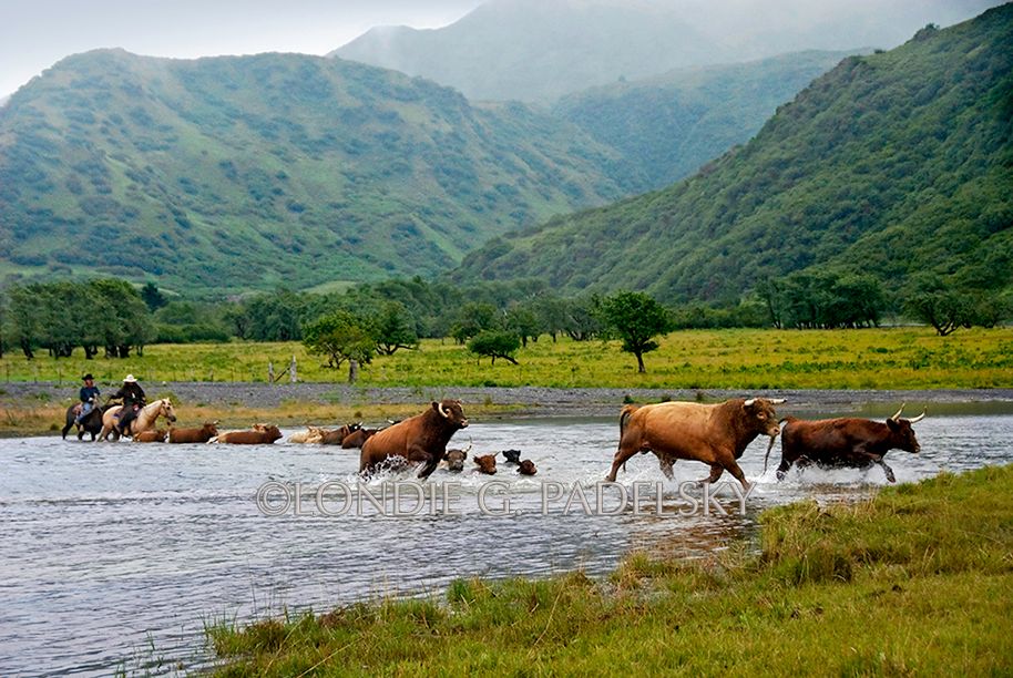 Cowboys, cowboying, cowboy, River Crossing, cowgirl, cowgirls, cattle, cattle roundup, Alaska, Kodiak Island Cattle Roundup