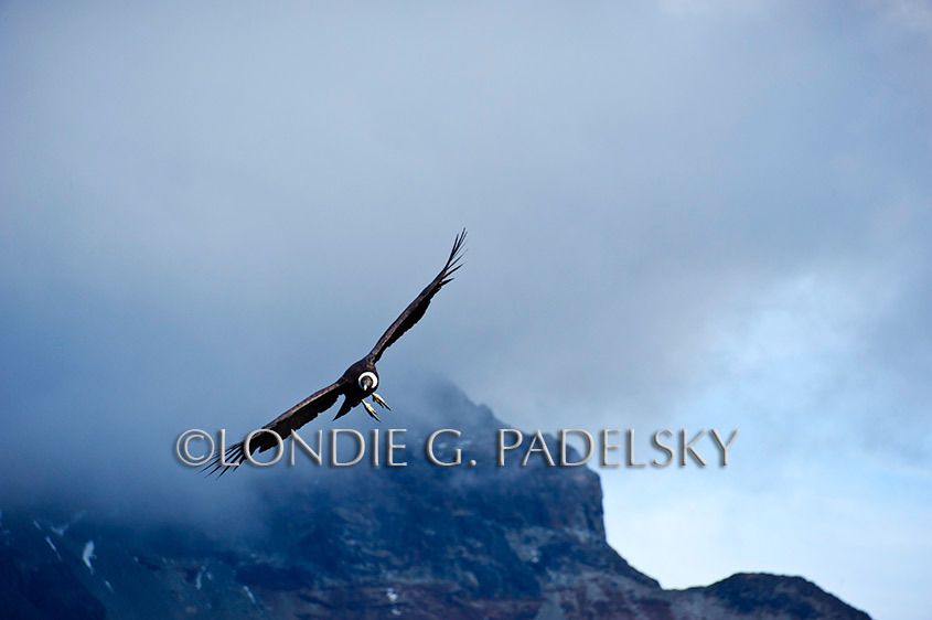 Andean Condors, the largest wing span of any land bird, Futalefu River Valley, Los Lagos Region, Patagonia, Chile, South America                       ©Londie G. Padelsky 11SAC_LGP4061_LondieGPadelsky