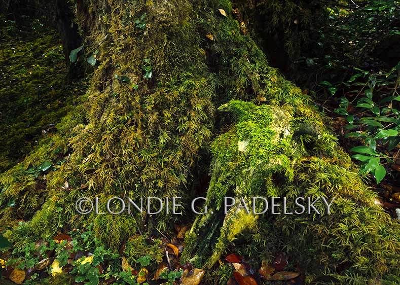 Cow skull covered with moss, southern Chile, Patagonia,South America ©LondieGPadelsky 11SAC_LGP1326_LondieGPadelsky