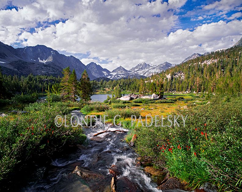 Spring flowers, Little Lakes Valley, John Muir Wilderness, CA ES-3925_LondieGPadelsky.jpg