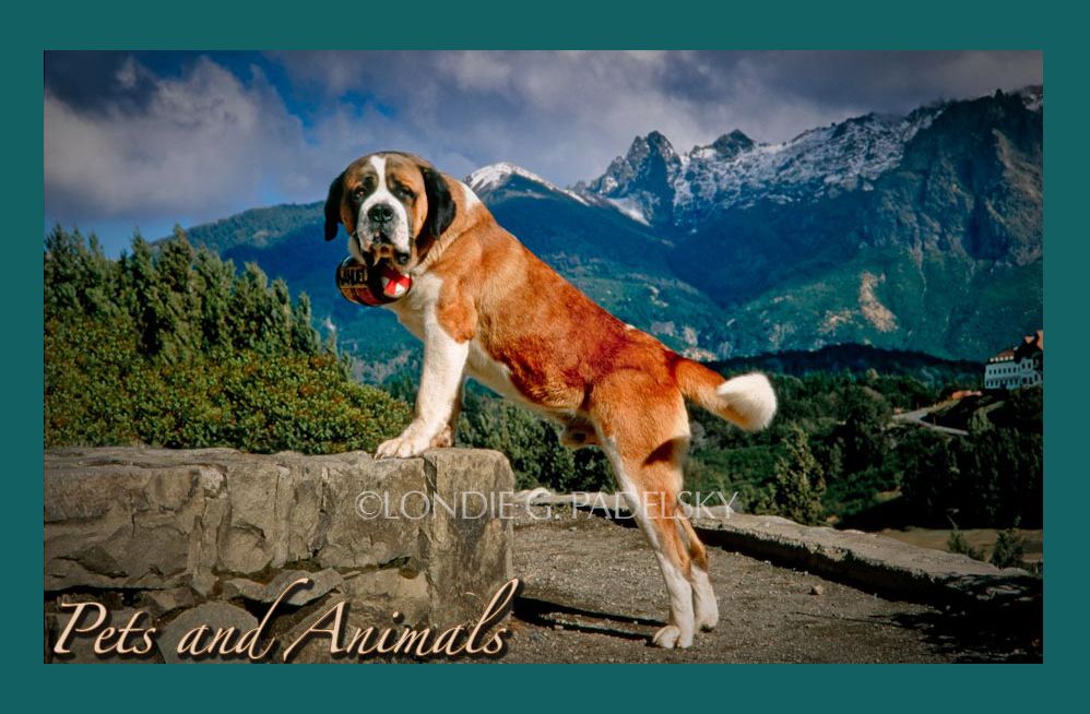 Pets and Animals_LondieGPadelsky.jpg