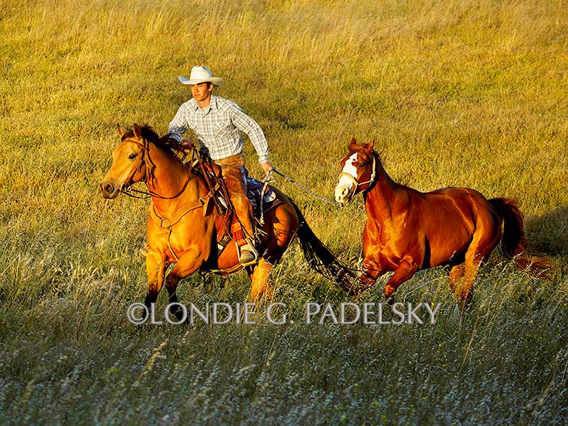 Cowboy leading horse gallops in the grasses.                  ©Londie G. Padelsky SLO_LGP1620_LondieGPadelsky