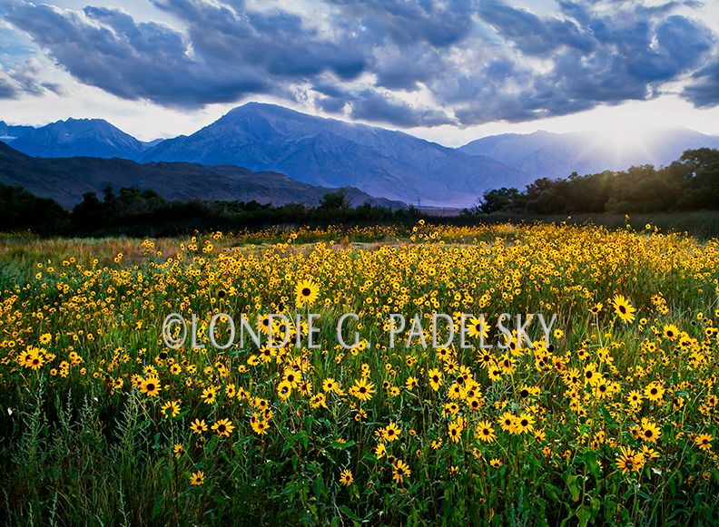 Spring wildflowers in the Owens Valley, CA ES-5471_LondieGPadelsky.jpg