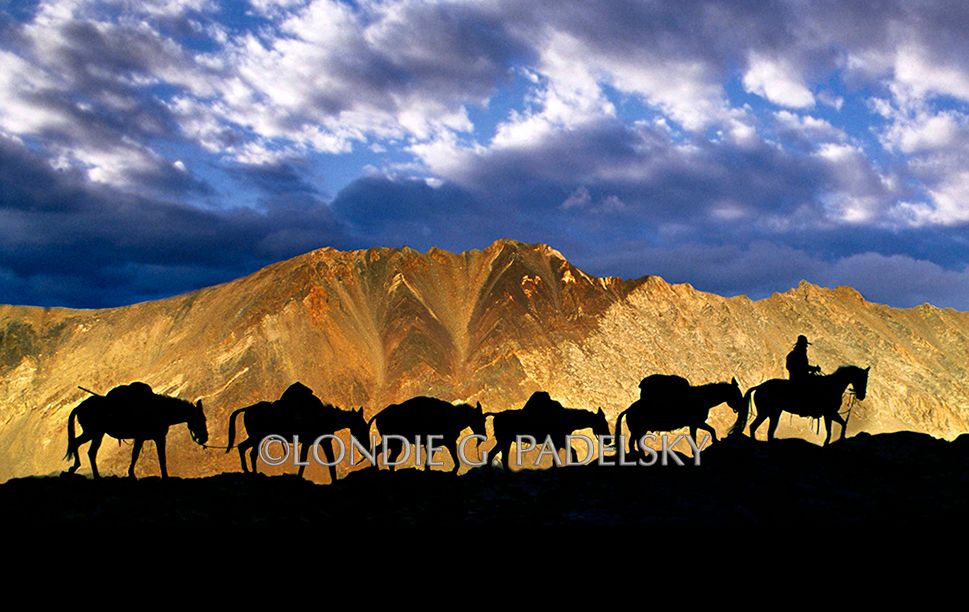 Cowboy  leading pack mules silhouetted in the mountain scape at sunset . Kings Canyon National Park, California. ©Londie G. Padelsky JMT-2746-1_LondieGPadelsky