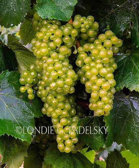 Raindrops on grapes, vineyard on the Central Coast of California.              ©Londie G. Padelsky GRPS13_139_LondieGPadelsky