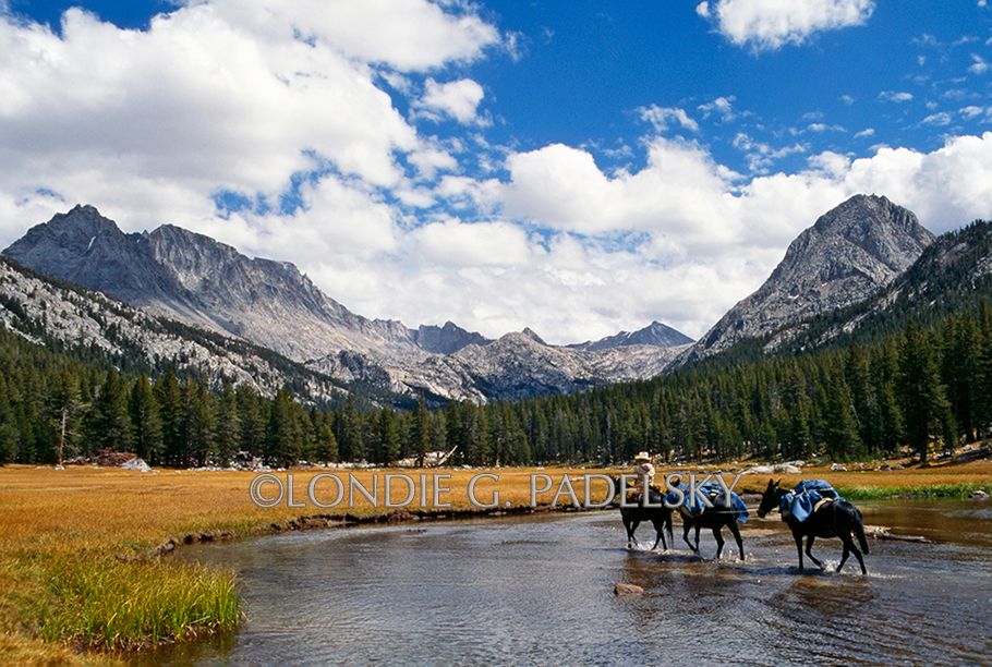 Cowboy leading pack mules across the river in the high Sierra Nevada wilderness, Kings Canyon National Park, California.                     ©Londie G. Padelsky JMT-1996_LondieGPadelsky