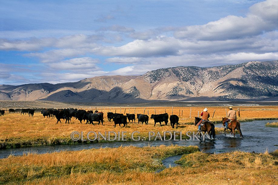 Cowboys, cowboy, cowboying, cattle, herding, herding cattle, river crossing, eastern sierra Cowboys herding cattle