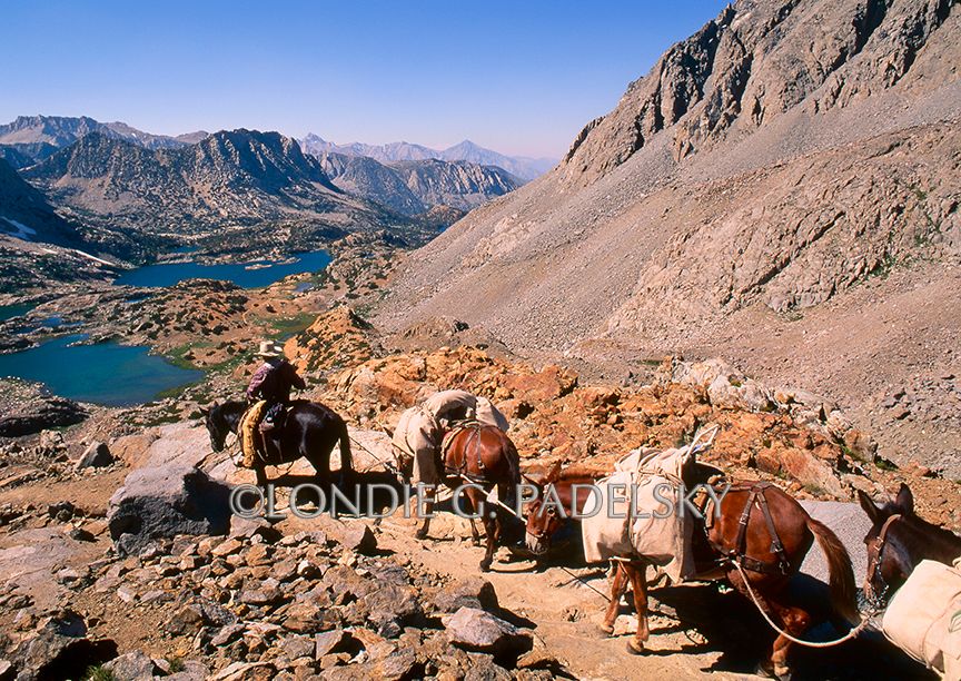 Cowboy leading pack mules down the steep switchbacks on Bishop Pass, Inyo National Forest, California                ©Londie G. Padelsky ES35-3802_LondieGPadelsky