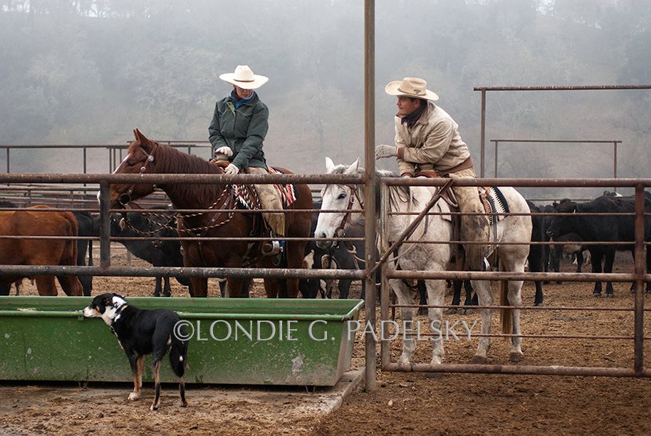 cowboys, cowboying, cowgirl, cattle roundup, western Cattle Roundup