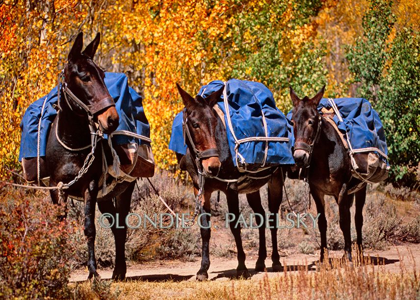 mules, mule, pack mules, black mules, Sierra Nevada, mule packing, ranch, fall colors Pack Mules