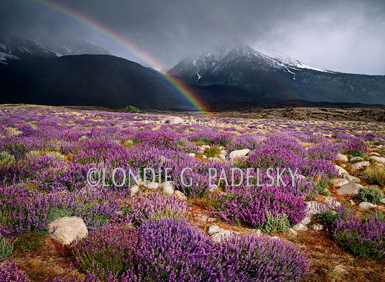 Rainbow over the lupine wildflowers, Eastern Sierra, CA ES-5830_LondieGPadelsky.jpg