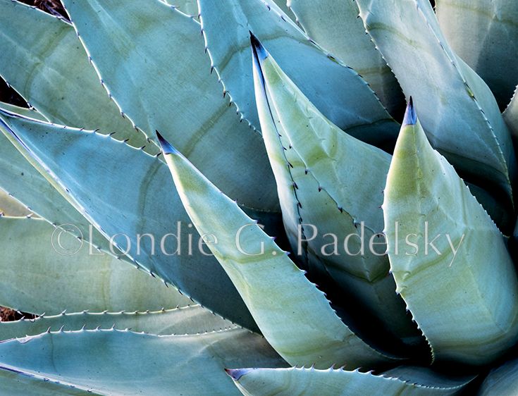 Agave close up