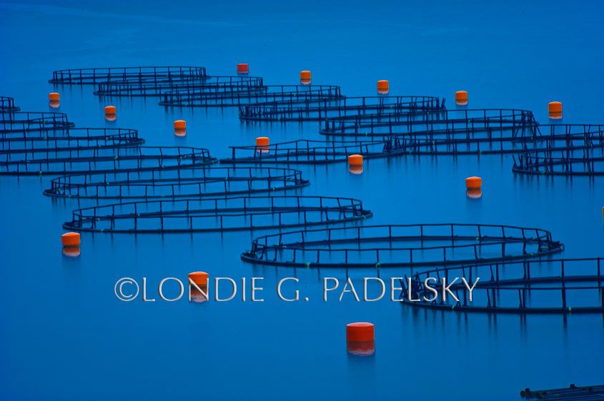 Salmon farming in the Pacific Ocean near town of Puerto Cisnes, Carretera Austral Highway, Patagonia, Chile, South America ©Londie G. Padelsky 10SAC_LGP9534_LondieGPadelsky