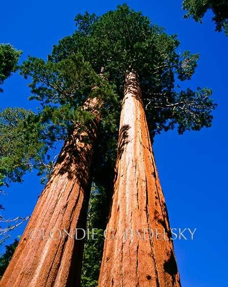 Giant Sequoia Trees at Grant Grove, Sequoia National Park, California ©Londie Garcia Padelsky SP-151_LondieGPadelsky