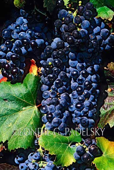 Purple grapes. Vineyard at Paso Robles, California                   ©Londie G. Padelsky CA35-4701_LondieGPadelsky
