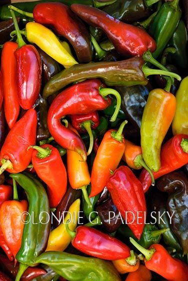 Fresh picked red and green chili peppers.  ©Londie G. Padelsky gard_00022_LondieGPadelsky
